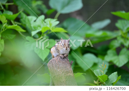 シマリス　埼玉県さいたま市（市民の森・見沼グリーンセンター・りすの家） 116426700