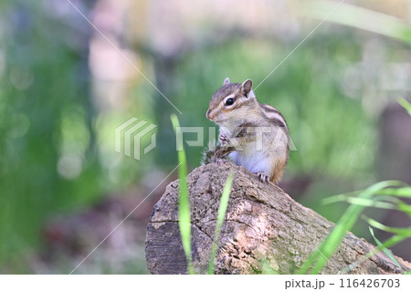 シマリス　埼玉県さいたま市（市民の森・見沼グリーンセンター・りすの家） 116426703