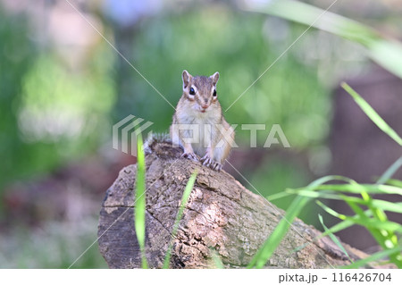 シマリス　埼玉県さいたま市（市民の森・見沼グリーンセンター・りすの家） 116426704