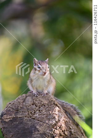 シマリス　埼玉県さいたま市（市民の森・見沼グリーンセンター・りすの家） 116426711