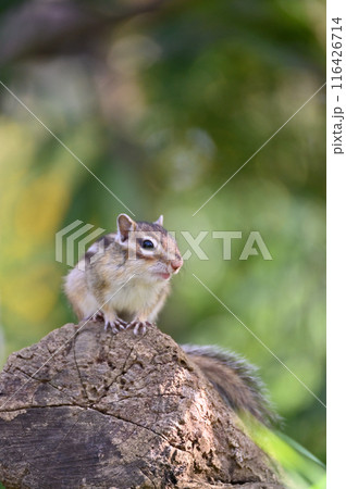 シマリス　埼玉県さいたま市（市民の森・見沼グリーンセンター・りすの家） 116426714