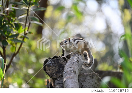 シマリス 埼玉県さいたま市(市民の森・見沼グリーンセンター・りすの家) シマリス 埼玉県さいたま市(市民の森・見沼グリーンセンター・りすの家) 116426716