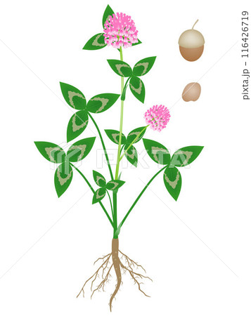 Parts of a clover plant on a white background. Parts of a clover plant on a white background. 116426719