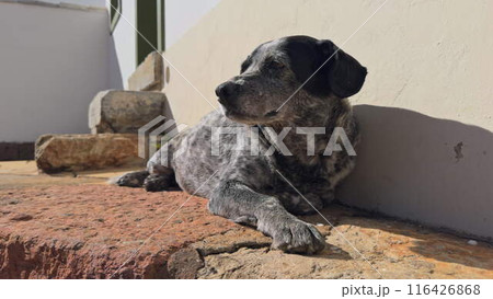 Dog Relaxing by House in the Sunshine Taking a Nap Dog Relaxing by House in the Sunshine Taking a Nap 116426868