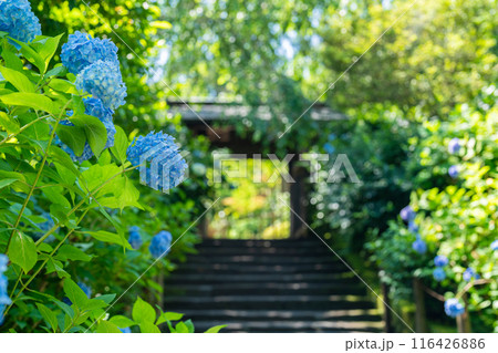 明月院(あじさい寺)の紫陽花と山門 明月院(あじさい寺)の紫陽花と山門 116426886