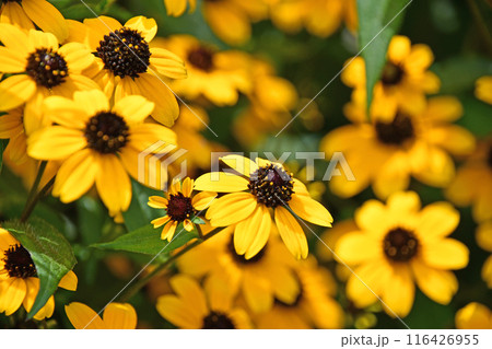 ルドベキア・タカオ ルドベキア・タカオ 116426955