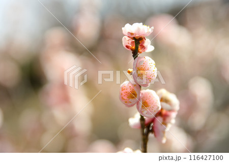 春の訪れを告げる梅の花 116427100