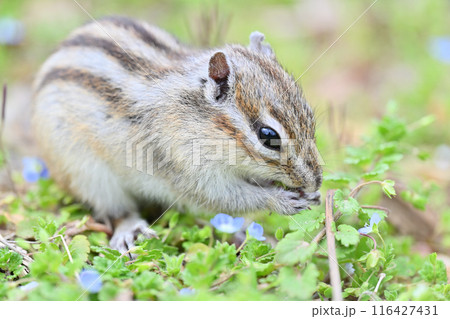 シマリスとオオイヌノフグリ 埼玉県さいたま市(市民の森・見沼グリーンセンター・りすの家) シマリスとオオイヌノフグリ 埼玉県さいたま市(市民の森・見沼グリーンセンター・りすの家) 116427431