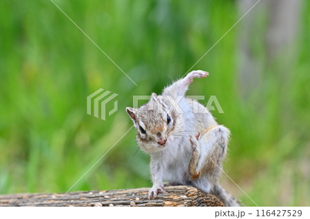 かゆい～　シマリス　埼玉県さいたま市（市民の森・見沼グリーンセンター・りすの家） 116427529