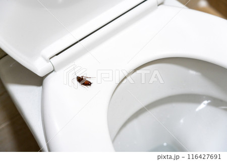 A dead cockroach lies on the rim of a toilet seat. Concept of the need to disinfect the premises 116427691
