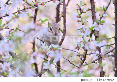 ユスラウメとシマリス　埼玉県・さいたま市（市民の森・見沼グリーンセンター・りすの家） 116427692
