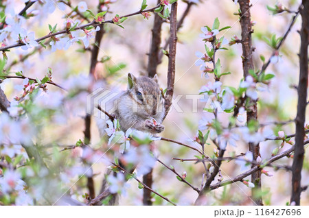 ユスラウメとシマリス　埼玉県・さいたま市（市民の森・見沼グリーンセンター・りすの家） 116427696
