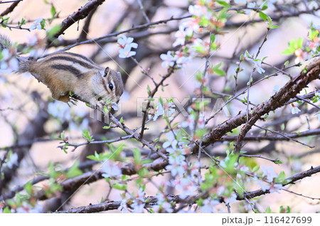 ユスラウメとシマリス 埼玉県・さいたま市(市民の森・見沼グリーンセンター・りすの家) ユスラウメとシマリス 埼玉県・さいたま市(市民の森・見沼グリーンセンター・りすの家) 116427699