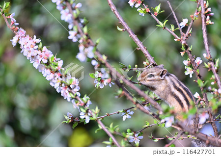 ユスラウメとシマリス　埼玉県・さいたま市（市民の森・見沼グリーンセンター・りすの家） 116427701