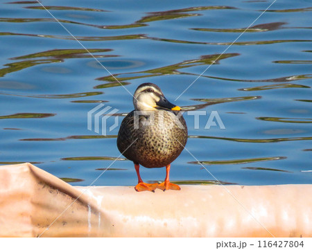 水辺に佇むカルガモ 116427804