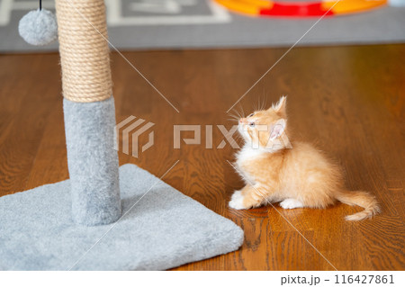 Domestic ginger little playful cute kitten plays with a scratching post. Fun for cats. Pets Domestic ginger little playful cute kitten plays with a scratching post. Fun for cats. Pets 116427861