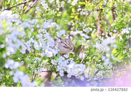 シマリス ユキヤナギをバッグに 埼玉県・さいたま市(市民の森・見沼グリーンセンター・りすの家) シマリス ユキヤナギをバッグに 埼玉県・さいたま市(市民の森・見沼グリーンセンター・りすの家) 116427882