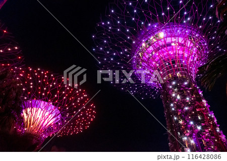 Supertree Grove in Garden By the Bay, Singapore at night during the light show. It features towering tree-like structures. 116428086