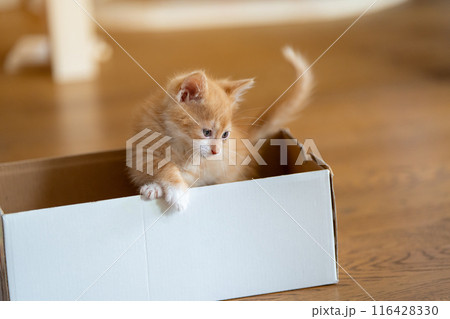 Ginger little cute kitten plays in a small box. Fun for cats. Pets Ginger little cute kitten plays in a small box. Fun for cats. Pets 116428330