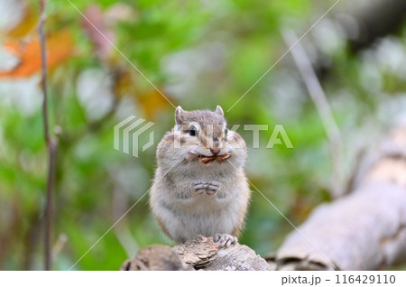 口に落ち葉を詰め込む可愛いシマリスのアップ 116429110