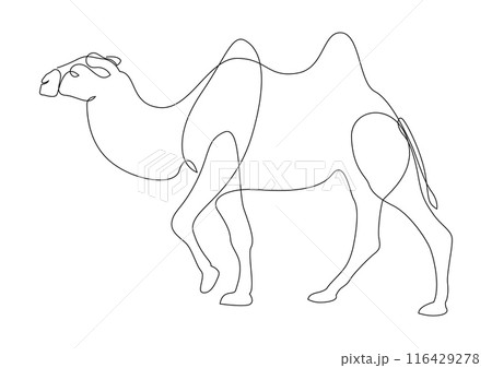 Continuous line drawing of camel. One line of arabian camel animal. Vector illustration. 116429278