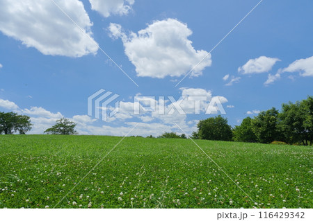 夏の青空と白い雲と草原に生えるシロナツメクサ 116429342