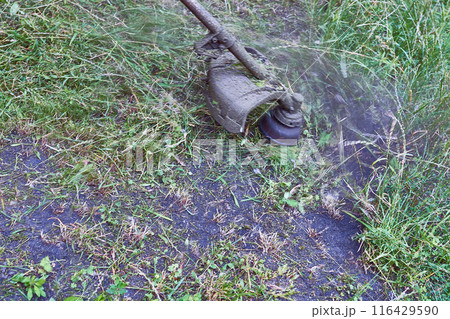 Professional grass cutting on lawns with a mini handle lawn mower Professional grass cutting on lawns with a mini handle lawn mower 116429590