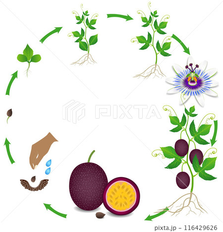 Life cycle of a passion fruit plant on a white background. Life cycle of a passion fruit plant on a white background. 116429626