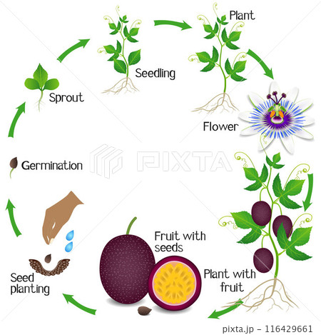 A growth cycle of a passion fruit plant on a white background. 116429661