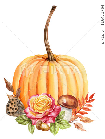 Pumpkin watercolor Isolated. Fall composition plants, autumn leaves for design Halloween, Thanksgiving harvest festivals Pumpkin watercolor Isolated. Fall composition plants, autumn leaves for design Halloween, Thanksgiving harvest festivals 116431764