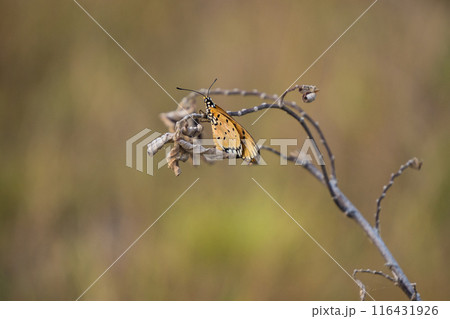 close up of a colorful butterfly with orange and white wings and black spots close up of a colorful butterfly with orange and white wings and black spots 116431926