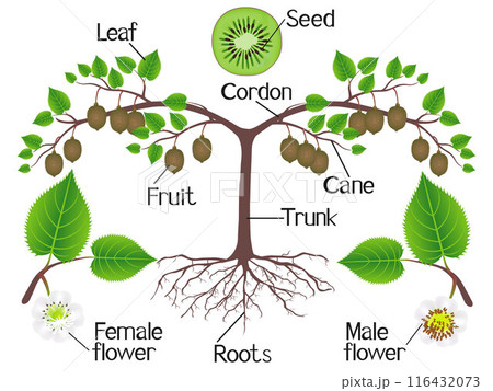 Part of a kiwi plant on a white background. 116432073