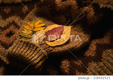 Cozy composition of autumn leaves and sweater. 116432521