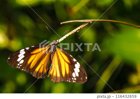 a butterfly with vibrantly colored wings perched on a thin branch. 116432659