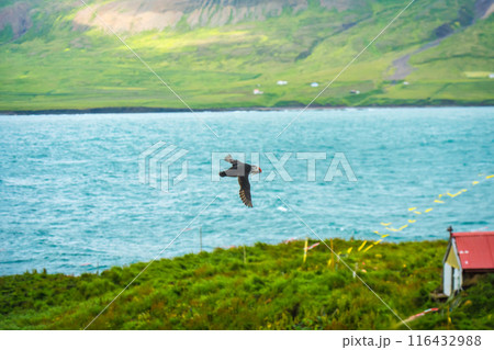 Atlantic puffin flying and catching eel in ocean during summer Atlantic puffin flying and catching eel in ocean during summer 116432988