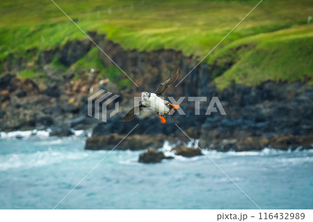 Atlantic puffin flying and catching eel in ocean during summer 116432989