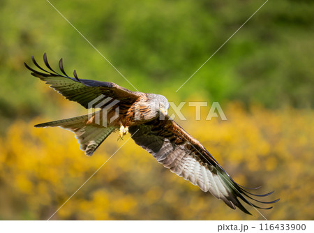 Red kite in flight against colourful background Red kite in flight against colourful background 116433900