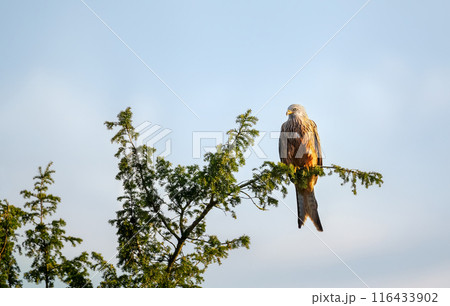 Red kite perched in a tree against blue sky Red kite perched in a tree against blue sky 116433902