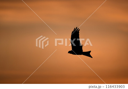 Silhouette of a red kite in flight at sunset 116433903