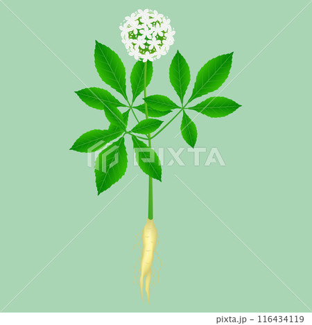 Flowering medicinal plant ginseng (Panax ginseng) with roots. 116434119