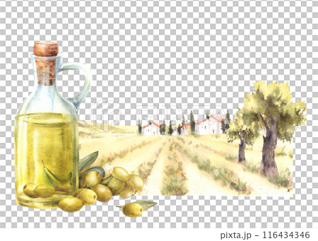 Olive oil in glass bottle. Olive tree harvest in front of the rural farm landscape. Watercolor painted harvest. Food label with fields and old houses villas background. Hand draw illustration isolated Olive oil in glass bottle. Olive tree harvest in front of the rural farm landscape. Watercolor painted harvest. Food label with fields and old houses villas background. Hand draw illustration isolated 116434346
