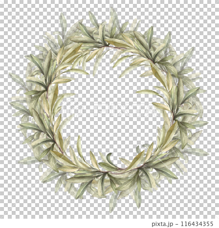 Olive tree branch, fruitless with green leaves. Watercolor floral circle frame, wreath. Botanical laurel leaf. Hand drawn illustration for product label, greeting, wedding card on isolated background 116434355
