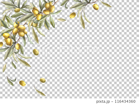 Olive tree branch with green leaves and ripe berries. Watercolor banner, template hand drawn food illustration. Botanical mediterranean clipart for card, food cosmetic label Isolated white background. Olive tree branch with green leaves and ripe berries. Watercolor banner, template hand drawn food illustration. Botanical mediterranean clipart for card, food cosmetic label Isolated white background. 116434360