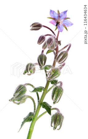Borage flowers isolated on white background. Borago officinalis bush. Clipping path. Borage flowers isolated on white background. Borago officinalis bush. Clipping path. 116434634