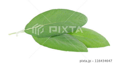 Fresh sage leaves isolated on white background. Salvia Officinalis leaves. Medicinal and culinary herb. Clipping path. Fresh sage leaves isolated on white background. Salvia Officinalis leaves. Medicinal and culinary herb. Clipping path. 116434647