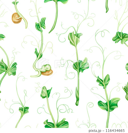 Seamless pattern with steam of micro-green peas. Young seed seedlings, farming vegetable, horticulture and cultivation. Legumes for gardening, ingredients for cooking. Digital isolated illustration 116434665