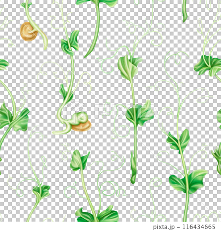 Seamless pattern with steam of micro-green peas. Young seed seedlings, farming vegetable, horticulture and cultivation. Legumes for gardening, ingredients for cooking. Digital isolated illustration 116434665