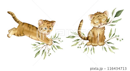 Set of cute kawaii two tigers jumping and sitting with green branch eucalyptus. Watercolor hand drawn illustration african animal isolated on background. Set of cute kawaii two tigers jumping and sitting with green branch eucalyptus. Watercolor hand drawn illustration african animal isolated on background. 116434713