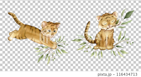 Set of cute kawaii two tigers jumping and sitting with green branch eucalyptus. Watercolor hand drawn illustration african animal isolated on background. Set of cute kawaii two tigers jumping and sitting with green branch eucalyptus. Watercolor hand drawn illustration african animal isolated on background. 116434713