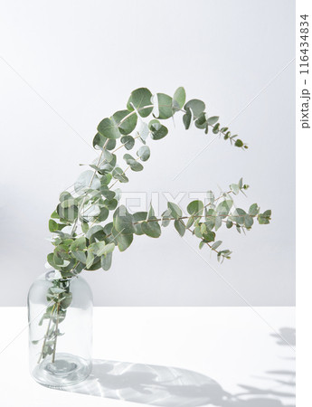 branches of fresh eucalyptus in a vase on a white table with shadows. Copy space 116434834
